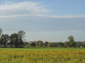 Wide field of sunflowers under a slightly cloudy sky, in the distance you can see trees, blooming