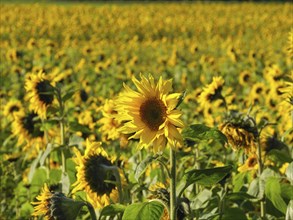Lively sunflower field, single flower in the foreground, many flowers in the background, blooming