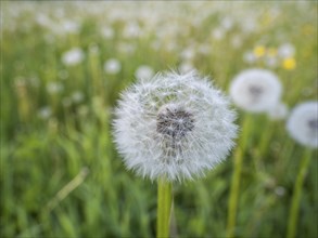 Common dandelion (Taraxacum), near Irdning, Ennstal, Styria, Austria, Europe