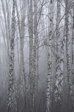 Downy birches (Betula pubescens) in winter in the fog, Lower Saxony, Germany, Europe