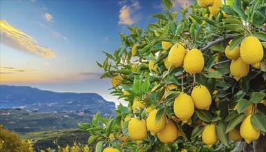 Ripe lemons on a tree with a view of mountains, the sea and the cloudy sky during sunset, AI