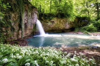 Waterfall in the forest with a small pond, wild garlic in bloom, Canton Basel-Landschaft,