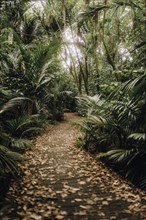 Hike through mystical tropical forest at sunset. Taken in a park in Auckland, New Zealand, Oceania