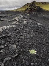 A single white plant grows on black volcanic soil under a cloudy sky, Iceland, Europe