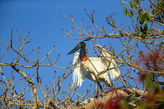 Jabiru (Jabiru mycteria) Pantanal Brazil