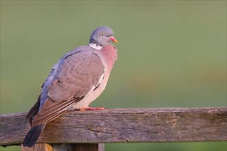 Common wood pigeon (Columba palumbus), sitting on a fence, Ochsenmoor at Lake Duemmer, Lower