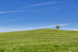 Single tree on spring meadow near Fuessen, Ostallgaeu, Allgaeu, Bavaria, Germany, Europe