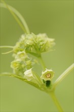 Caigua (Cyclanthera pedata), flower, native to South America