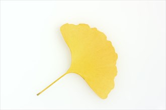 Ginkgo (Ginkgo biloba), leaf in autumn on a white background