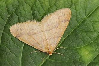 Scarce umber (Agriopis aurantiaria), male, North Rhine-Westphalia, Germany, Europe