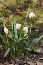 Spring snowflake (Leucojum vernum), North Rhine-Westphalia, Germany, Europe