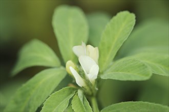 Fenugreek (Trigonella foenum-graecum), flower, North Rhine-Westphalia, Germany, Europe