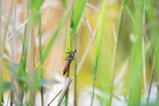 Odonate (Odonata), exuviae on aquatic vegetation, Velbert, North Rhine-Westphalia, Germany, Europe