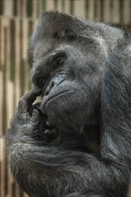 Western lowland gorilla (Gorilla gorilla gorilla), Nuremberg Zoo, Nuremberg, Middle Franconia,