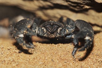 Emperor scorpion (Pandinus imperator), captive, occurrence in Africa