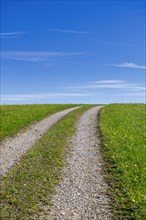 Stony field path through a spring meadow, Blue sky, Cloudy, Allgaeu, Bavaria, Germany, Europe