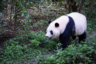 The giant panda (Ailuropoda melanoleuca), Chengdu, Sichuan, China, Asia