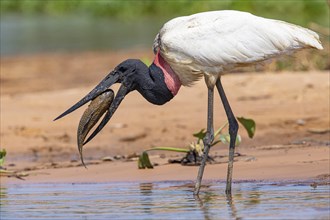 Jabiru (Jabiru mycteria) Pantanal Brazil