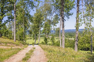 Dirt road in a birch grove with wildflowers a sunny summer day