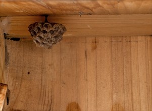 Wasp nest, nest in a wooden shed, european paper wasp (Polistes dominulus), also European Paper