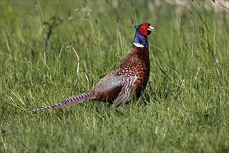 Pheasant (Phasianus colchicus), male in splendour plumage in a meadow, hunting pheasant,