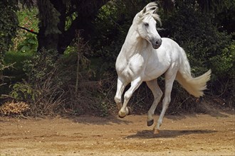 Andalusian, Andalusian horse, Spaniard