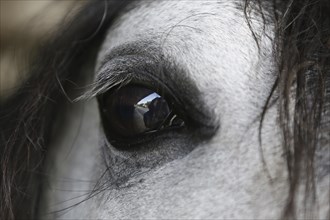 Andalusian, Andalusian horse, Spaniard, Eye