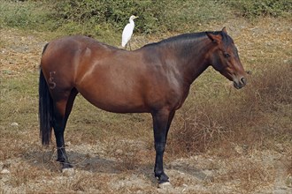 Andalusian, Cadiz, Andalusia, Spain, Cattle egret on the back, Europe