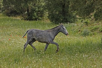 Andalusian, Andalusian horse, Antequerra, Andalusia, Spain, foal, flower meadow, Europe