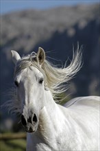 Andalusian, Andalusian horse, Antequera, Andalusia, Spain, Europe