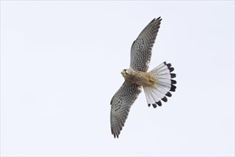 A common kestrel (Falco tinnunculus), male, in the air with wings outstretched and tail spread