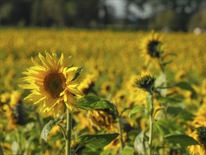 Large sunflower field with blooming yellow sunflowers and green foliage, blooming yellow sunflowers