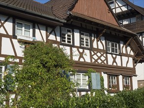 Traditional half-timbered houses with white facades and brown beams, overgrown with ivy in summer,
