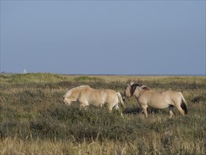 Two beige horses on a wide pasture with open field and blue sky in the background, horses on salt