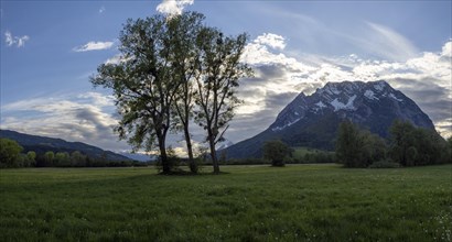 Evening mood, trees in a meadow, Grimming, panoramic shot, near Irdning, Ennstal, Styria, Austria,