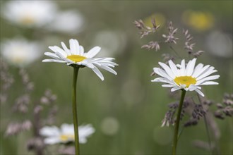 Ox-eye daisy (Leucanthemum vulgare), Emsland, Lower Saxony, Germany, Europe