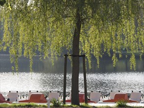 A tree with hanging branches stands in front of a lake with several pedal boats, rowing boats and