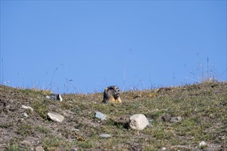 Gray marmot (Marmota baibacina) looking out of its hole, Sary Tash valley, Kyrgyzstan, Asia