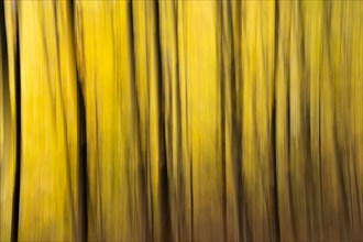 Beech forest in autumn, dark trunks, yellow leaves. Wipe effect, ICM (Intentional camera movement),