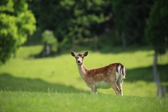 Fallow deer (Dama dama), captive