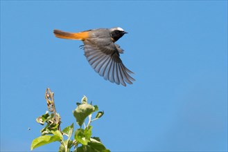 A redstart (Phoenicurus phoenicurus), male, in flight with dynamic movements of its wings against a