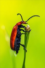 Red-Headed Cardinal Beetle, Pyrochroa serraticornis, Beetle on grass