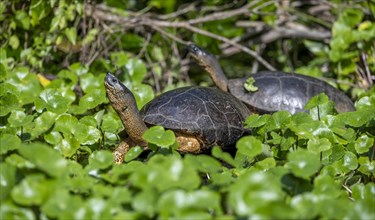 Two American tortoises (Rhinoclemmys funerea) among aquatic plants, Tortuguero National Park, Costa