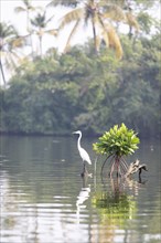 Great White Egret (Ardea alba, syn.: Casmerodius albus, Egretta alba) in Cherai Lagoon, Vypin