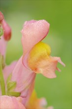 Common snapdragon (Antirrhinum majus), flower, ornamental plant, North Rhine-Westphalia, Germany,