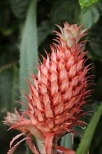 Pineapple plant or ananas (Ananas comosus)