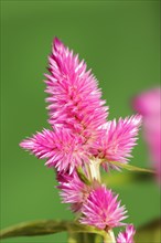 Plumose celosia (Celosia argentea var. plumosa), inflorescence, ornamental plant, North