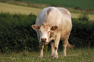 White cow on a green meadow, England, Great Britain