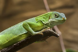 Fiji iguana (Brachylophus fasciatus) in the terrarium, Nuremberg Zoo, Nuremberg, Middle Franconia,