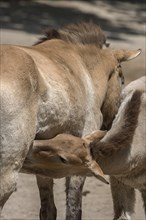 Young Przewalski's wild horse (Equus ferus przewalskii) suckling on its mother, Nuremberg Zoo,